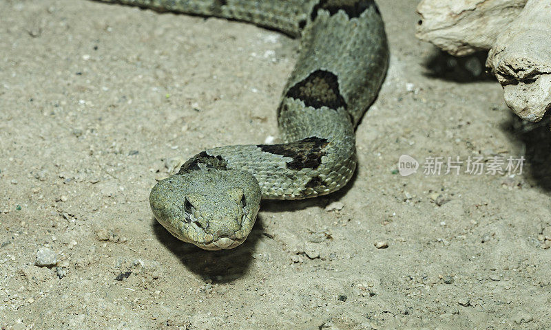 带状岩石响尾蛇，绿色响尾蛇，绿色岩石响尾蛇，Crotalus lepidus klauberi是一种有毒的pitviper亚种，发现在美国南部，在亚利桑那州，新墨西哥和德克萨斯州，墨西哥北部，包括下加利福尼亚州